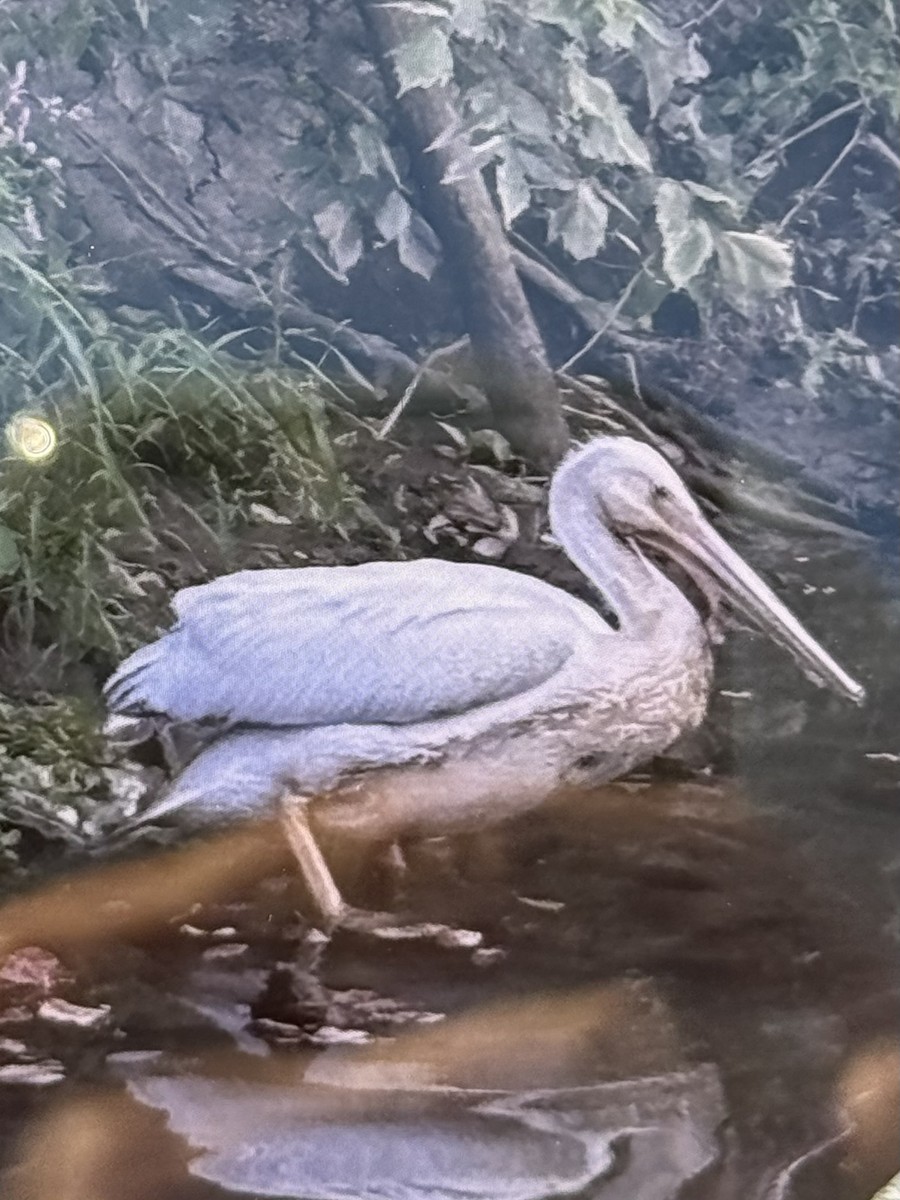 American White Pelican - ML641699454