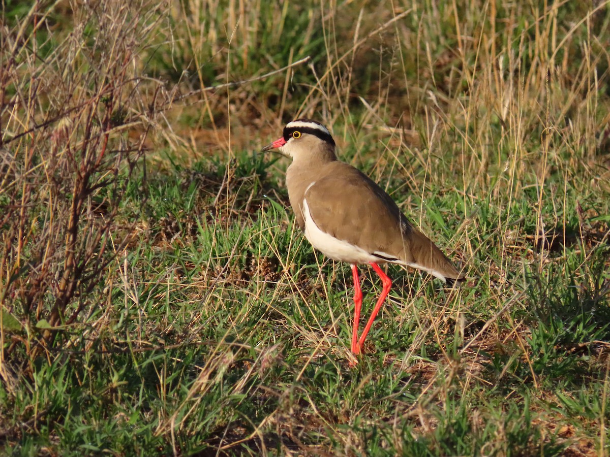 Crowned Lapwing - ML641699457