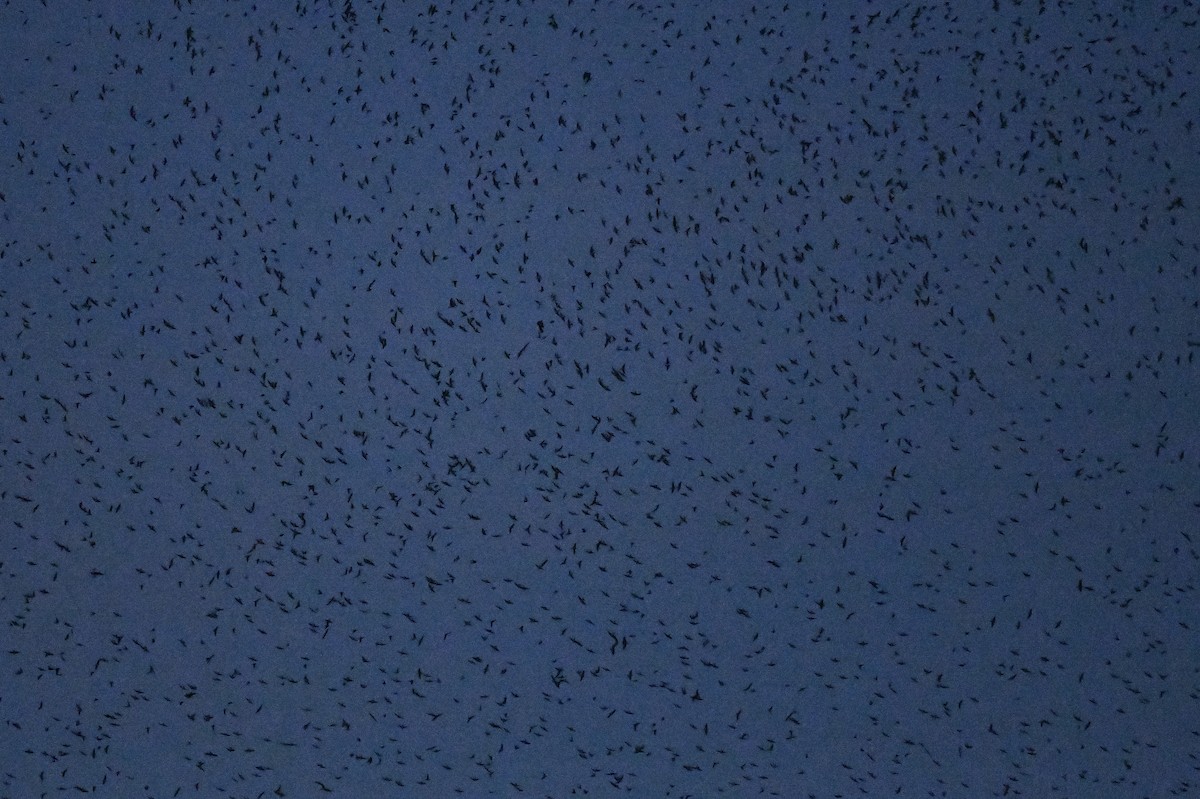 Tree Swallow - ML641699478