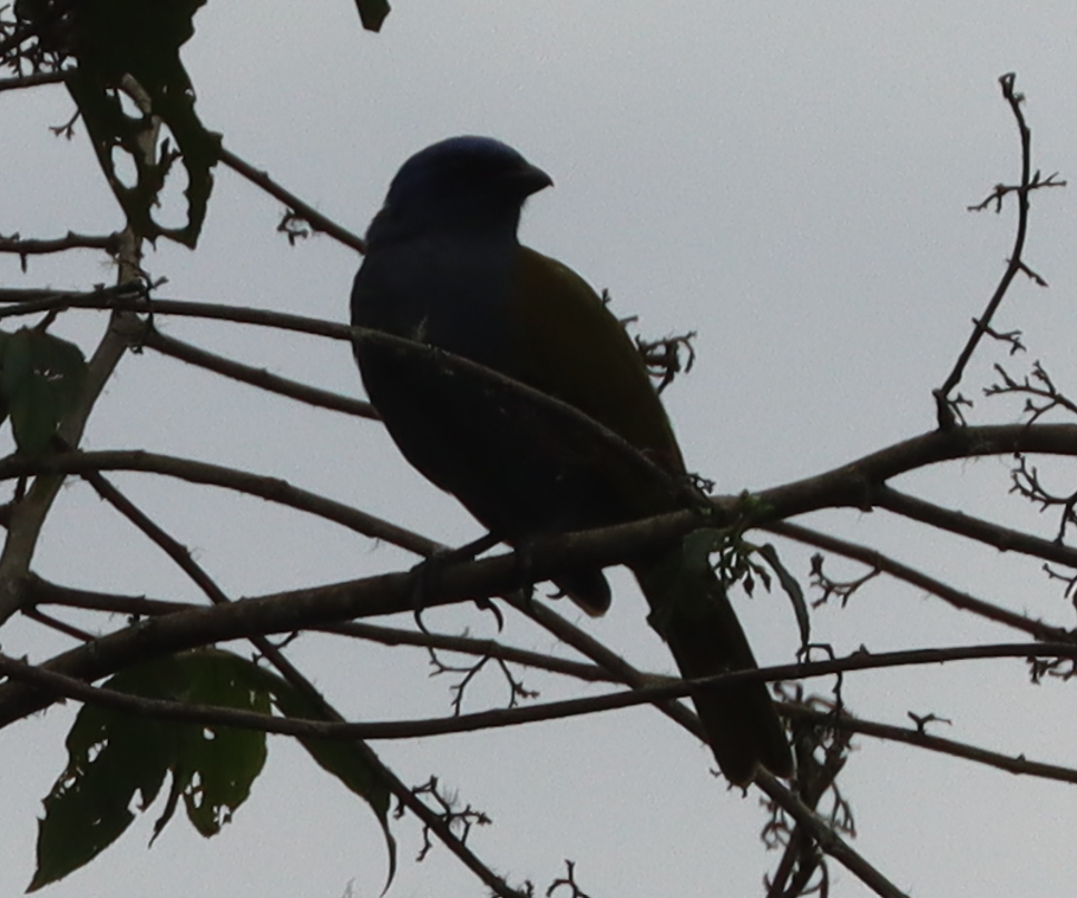 Blue-capped Tanager (Blue-capped) - ML641699487