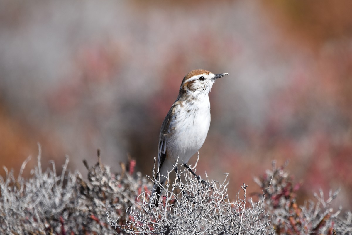 Salinas Monjita - ML641699491