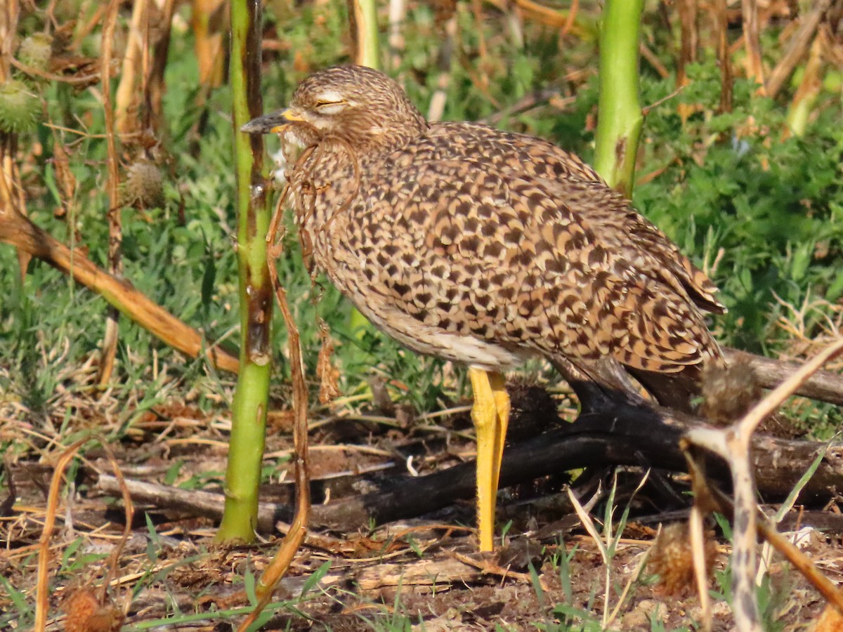 Spotted Thick-knee - ML641699507