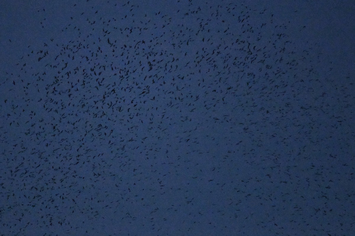 Tree Swallow - ML641699515