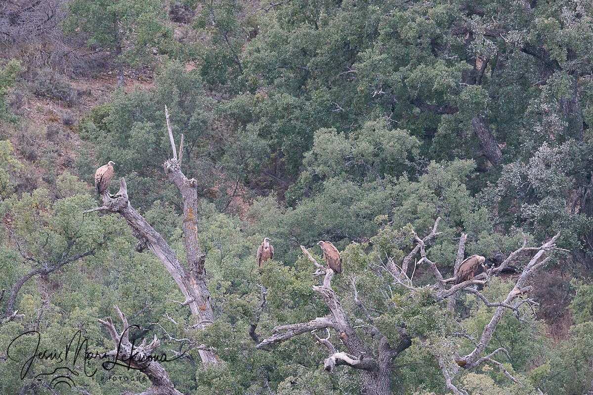 Eurasian Griffon - ML641699520
