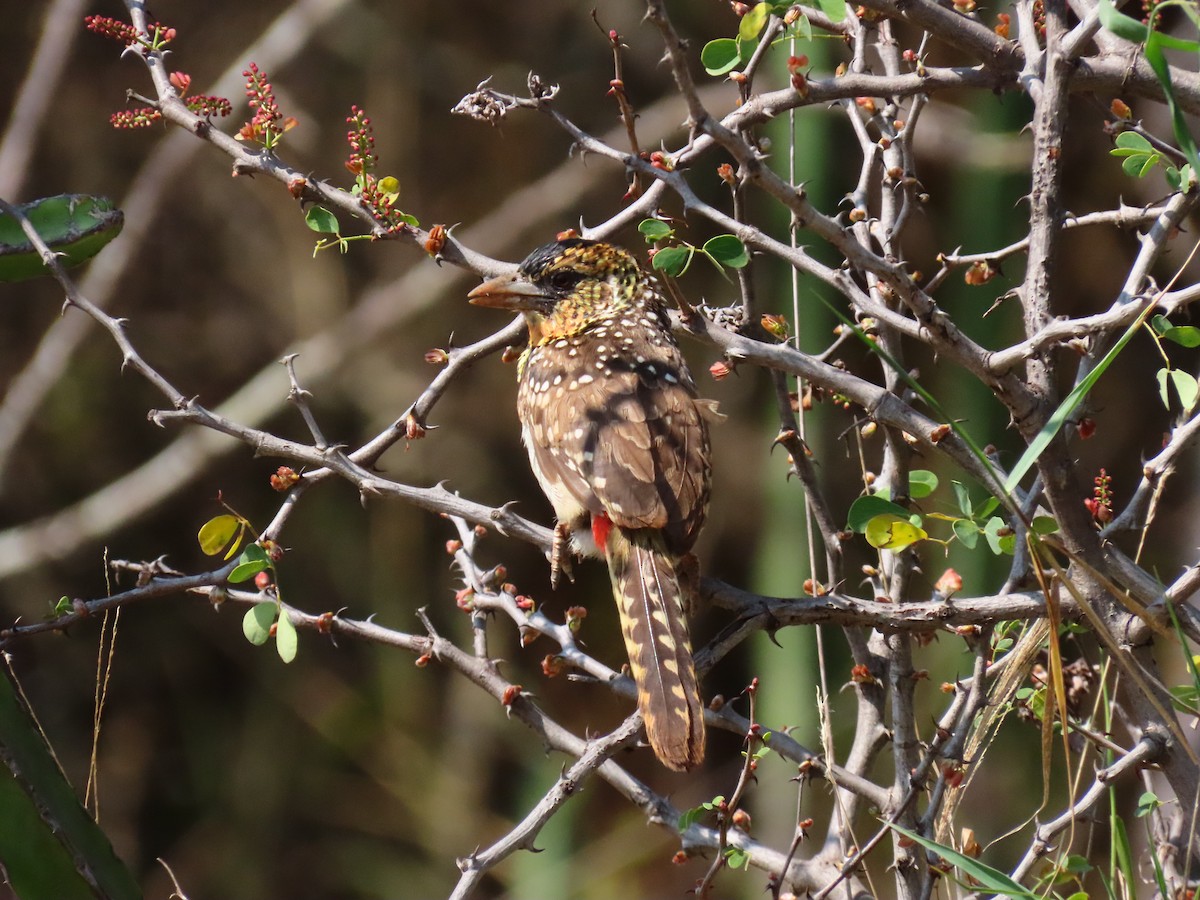 D'Arnaud's Barbet - ML641699567