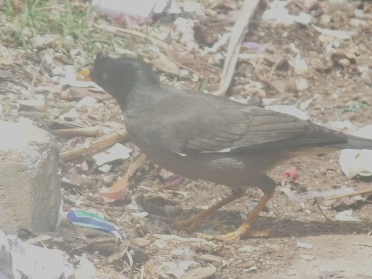 Jungle Myna - ML641699570