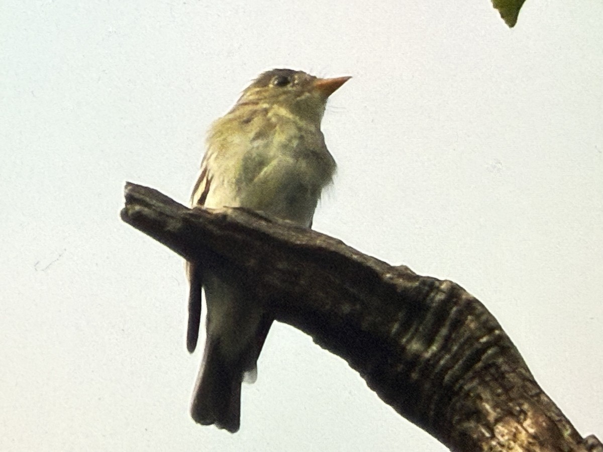 Yellow-bellied Flycatcher - ML641699571