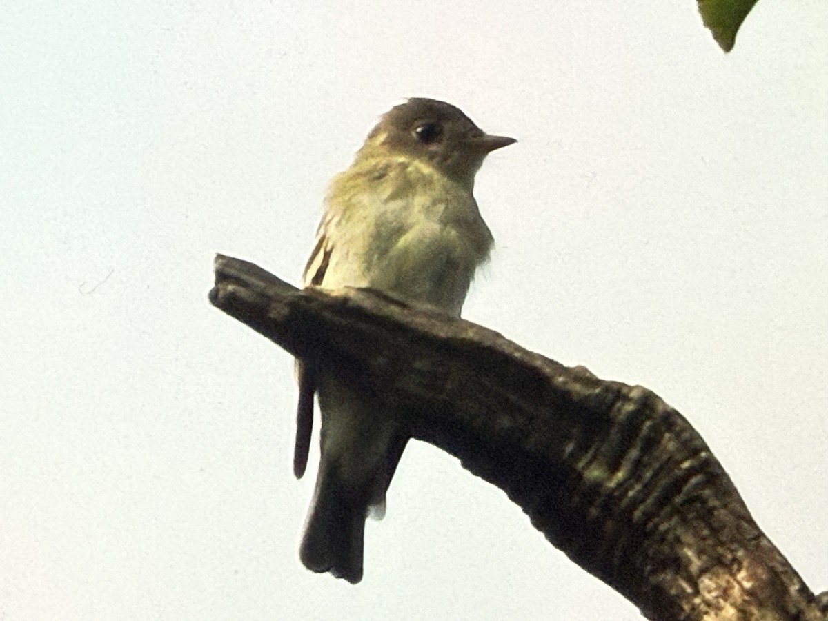 Yellow-bellied Flycatcher - ML641699572