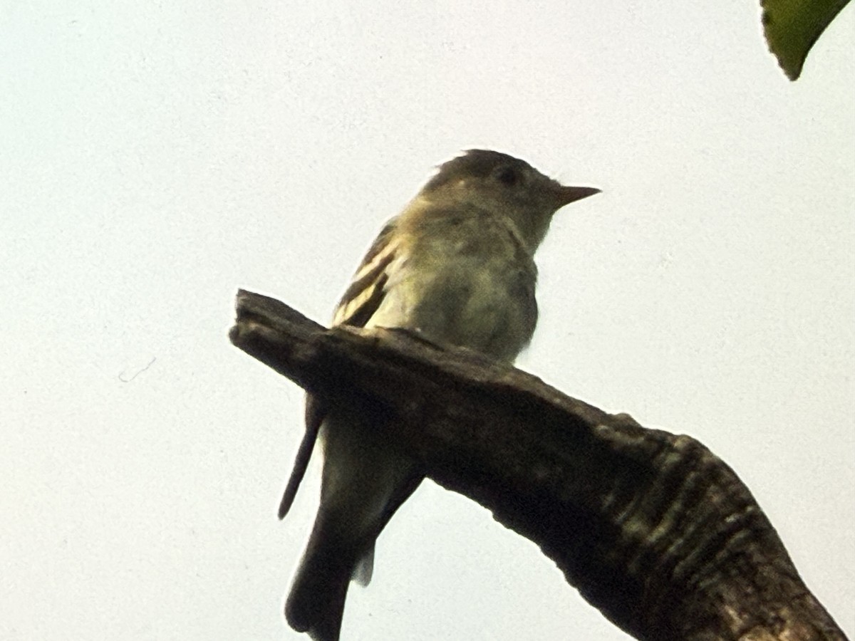 Yellow-bellied Flycatcher - ML641699573