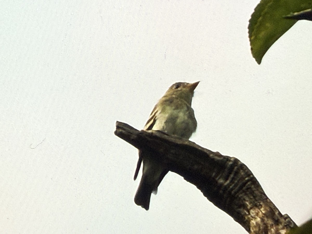 Yellow-bellied Flycatcher - ML641699574
