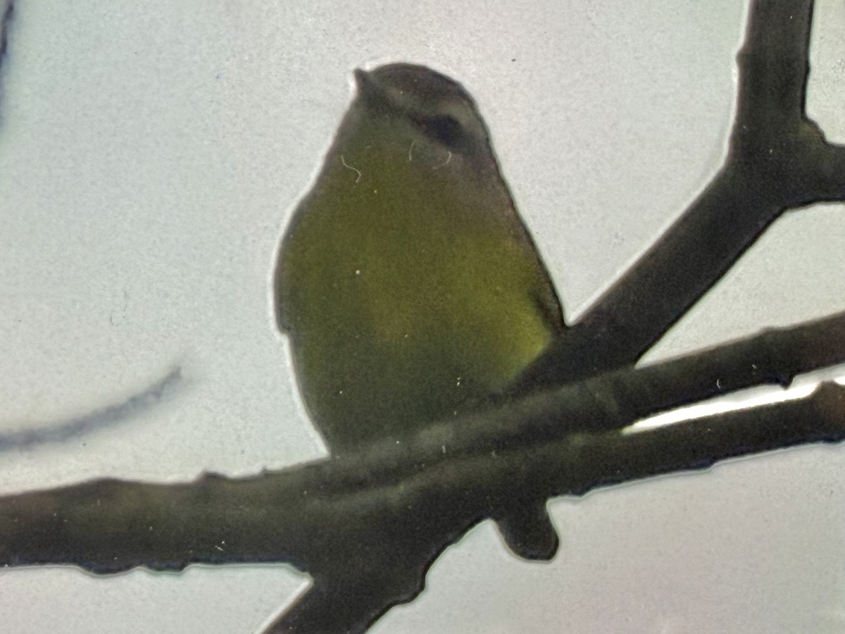 Philadelphia Vireo - ML641699599