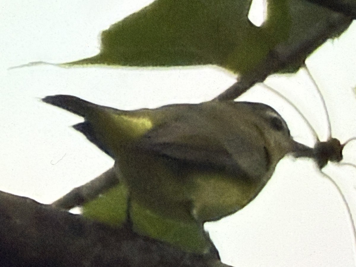 Philadelphia Vireo - ML641699600