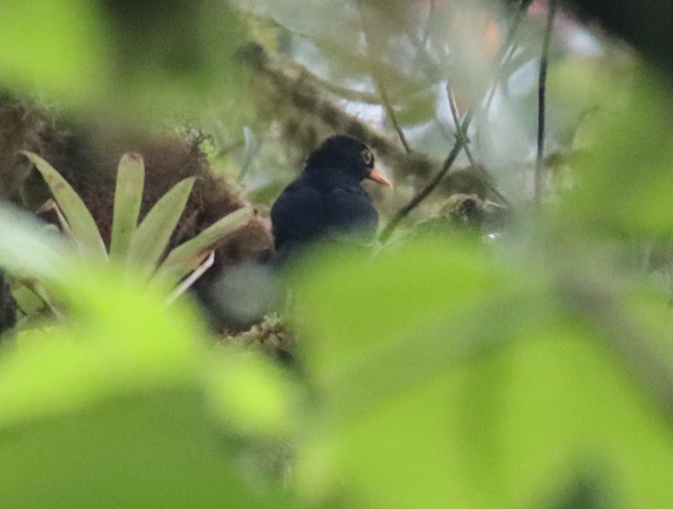 Glossy-black Thrush - ML641699618