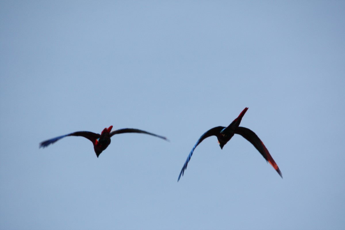 Scarlet Macaw - ML641699637