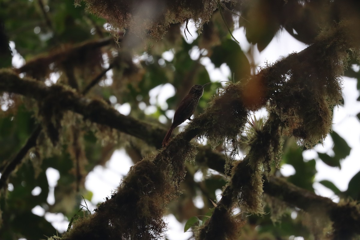 Montane Woodcreeper - ML641699640