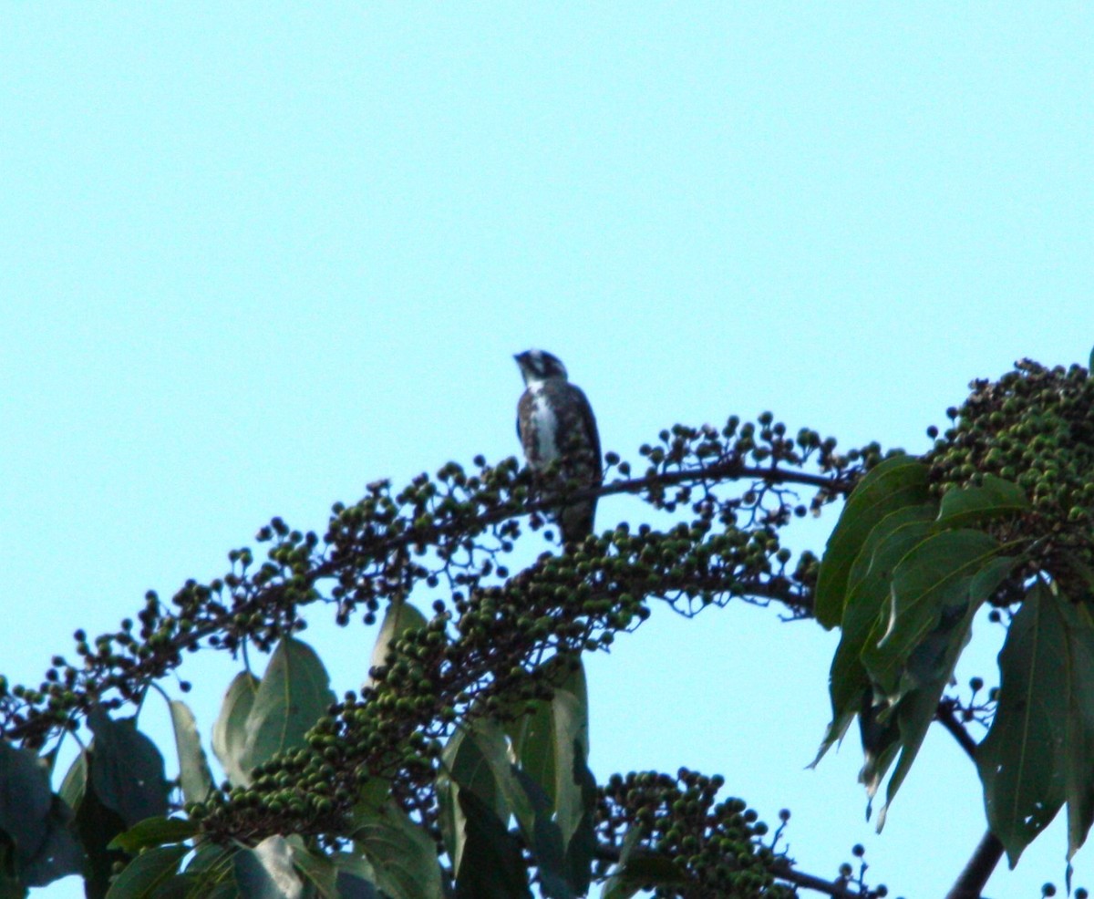 White-browed Purpletuft - ML641699648
