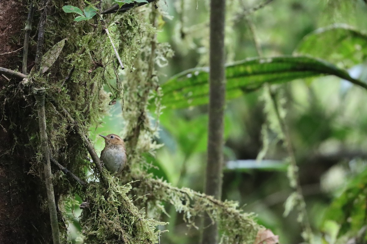 Mountain Wren - ML641699659