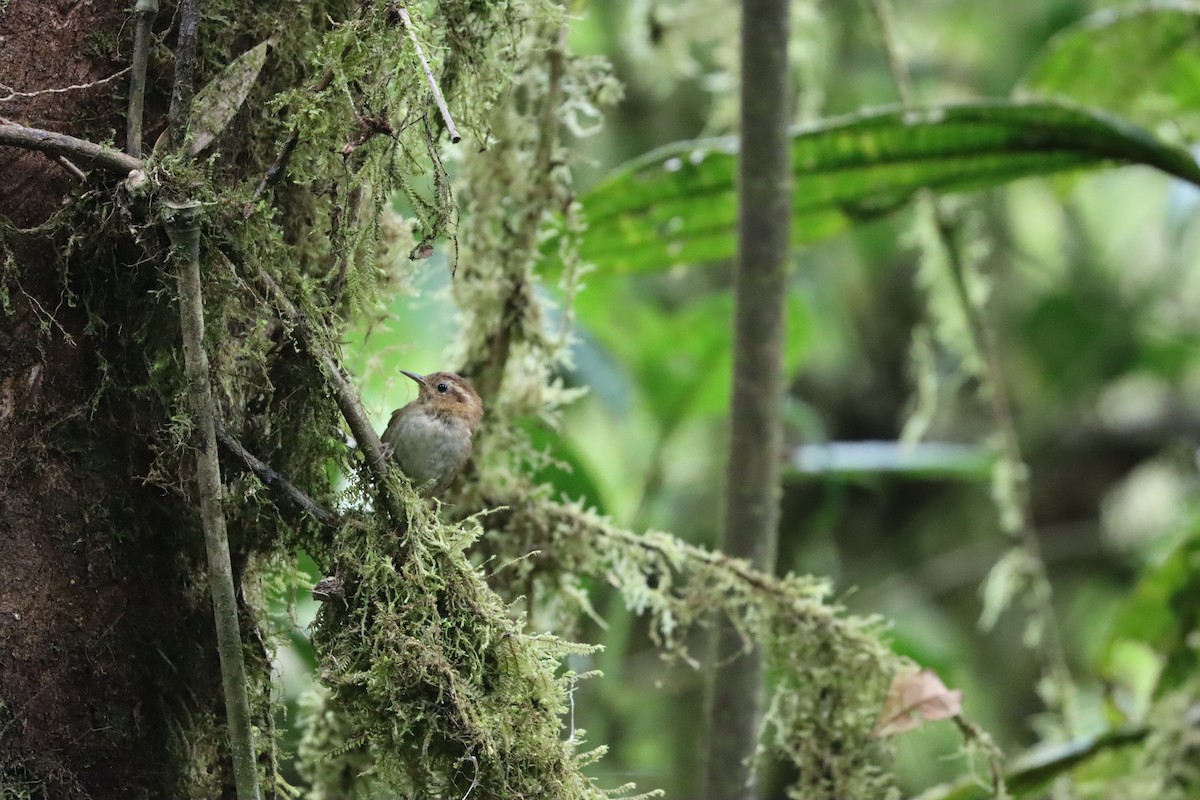 Mountain Wren - ML641699661