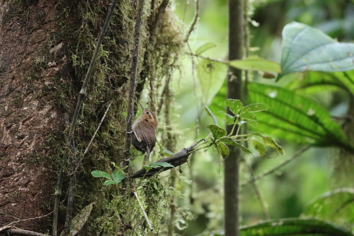 Mountain Wren - ML641699662