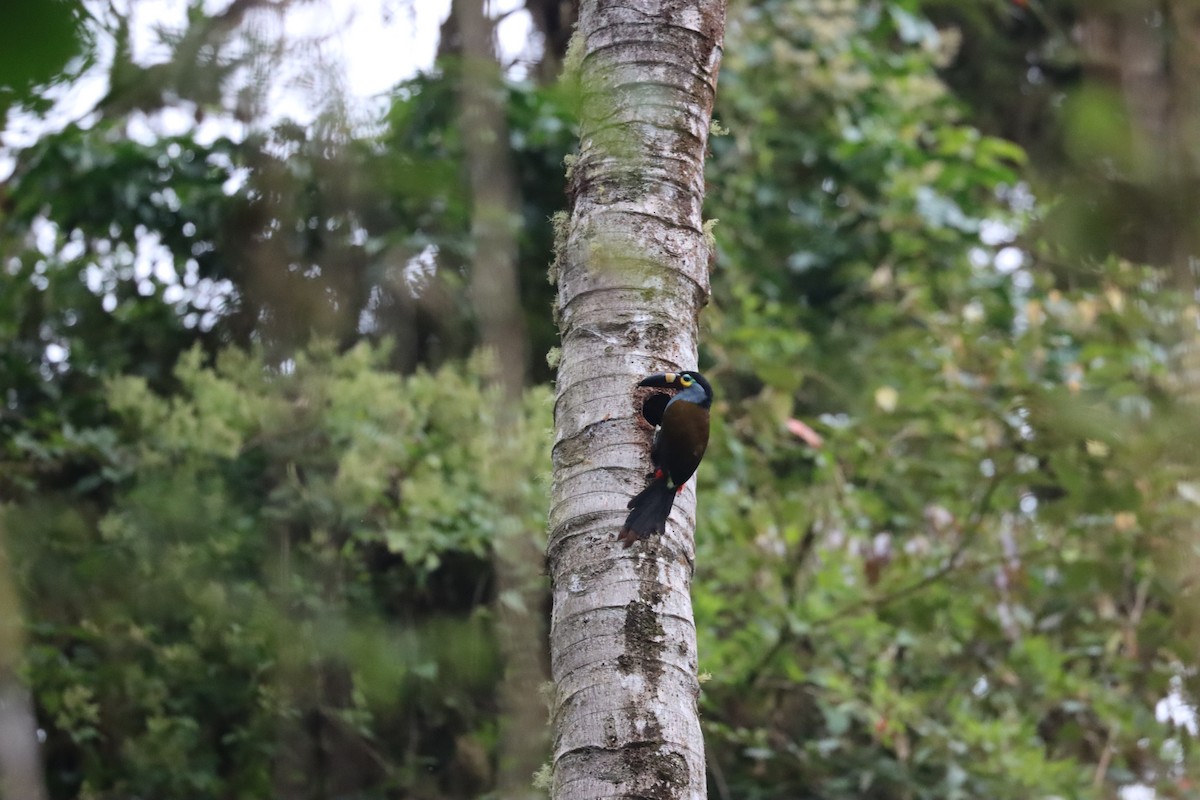 Plate-billed Mountain-Toucan - ML641699671