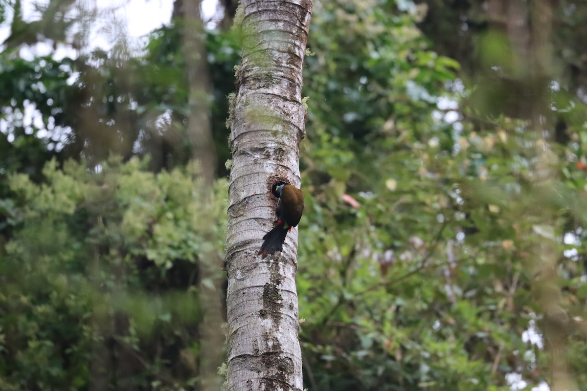 Plate-billed Mountain-Toucan - ML641699672