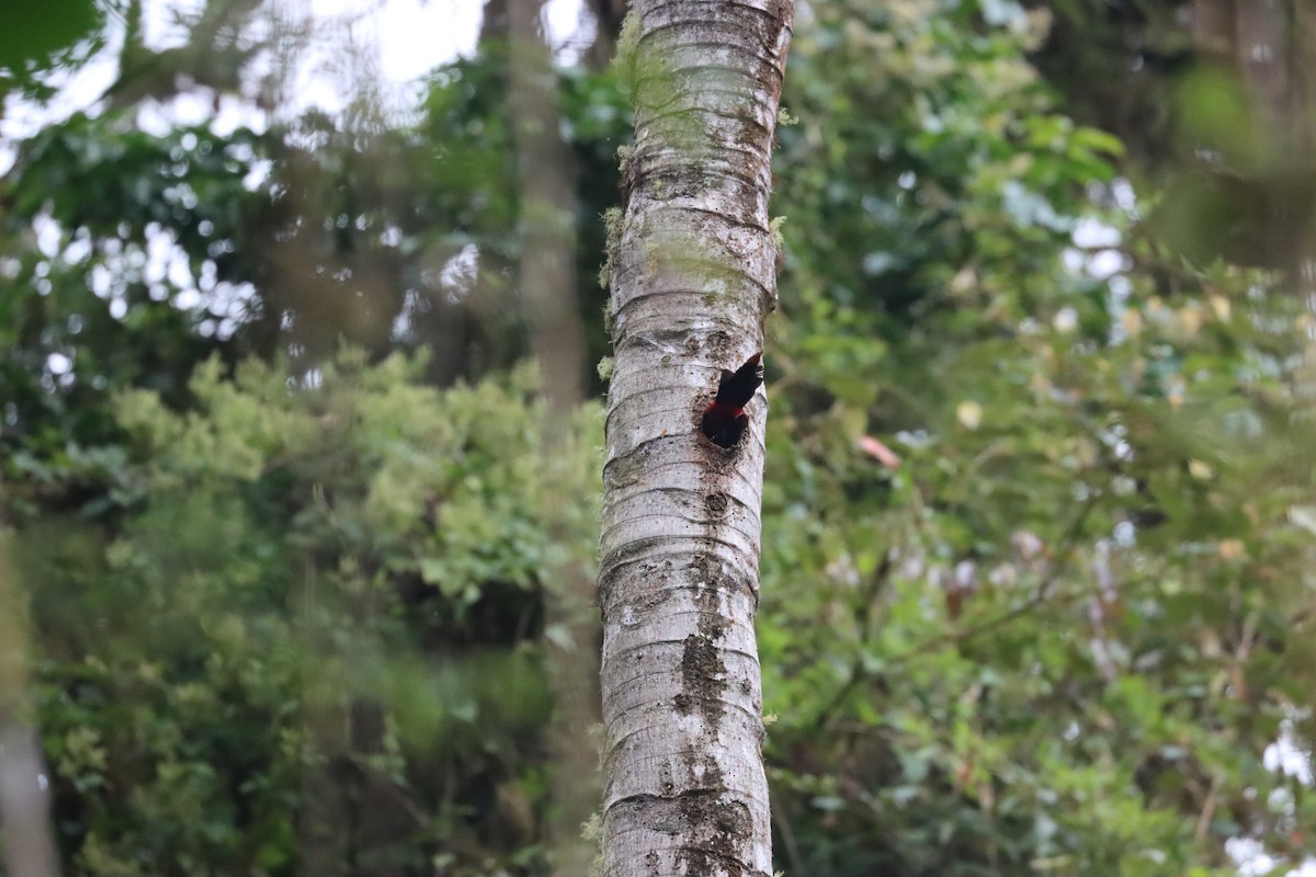 Plate-billed Mountain-Toucan - ML641699673