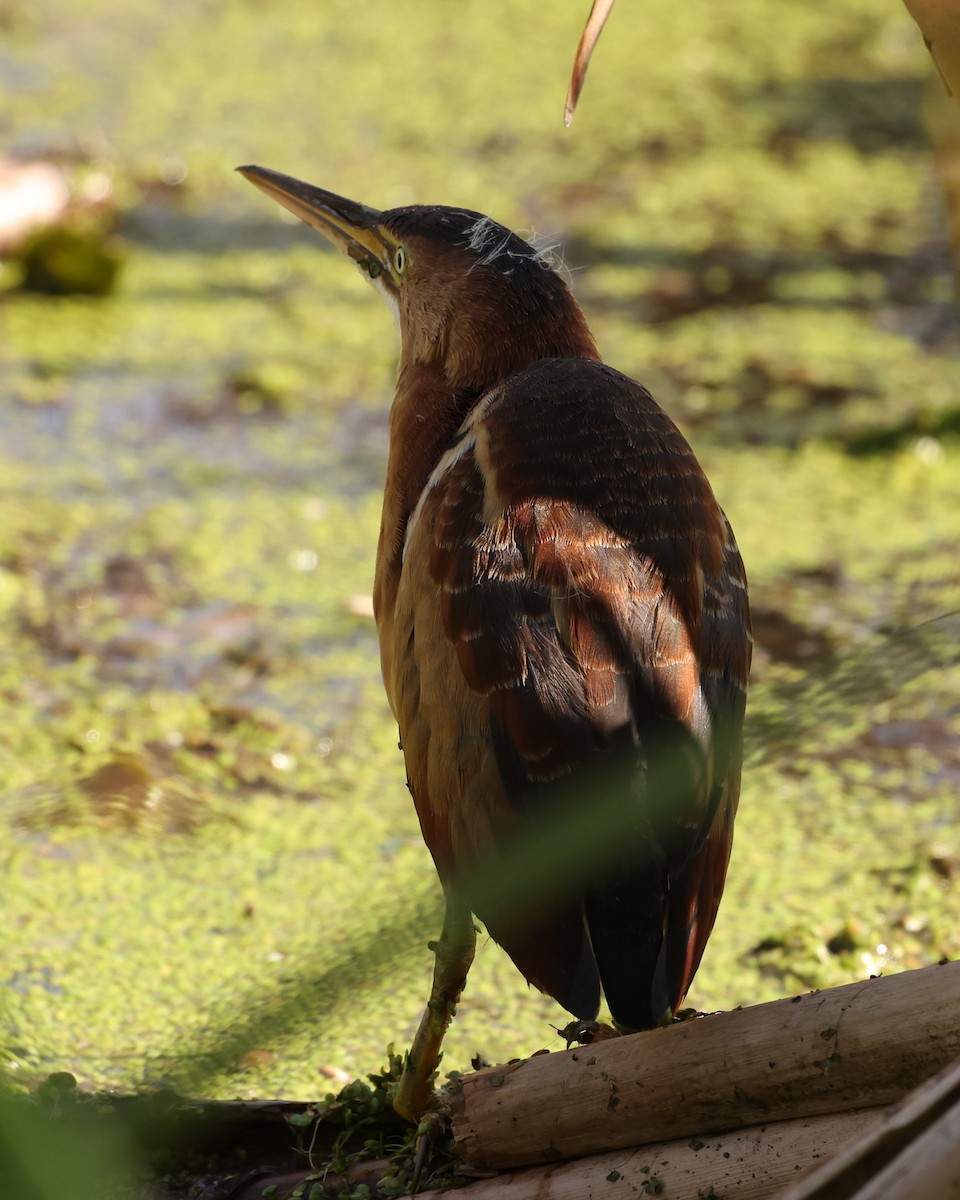 Least Bittern - ML641699677
