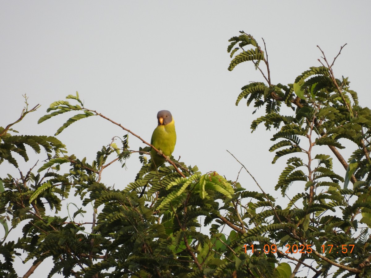 Plum-headed Parakeet - ML641699695