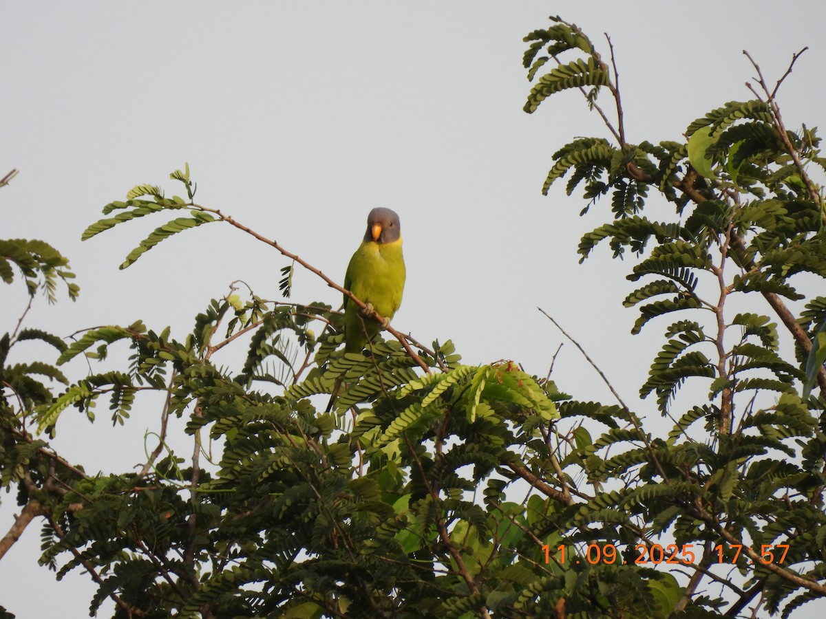 Plum-headed Parakeet - ML641699696