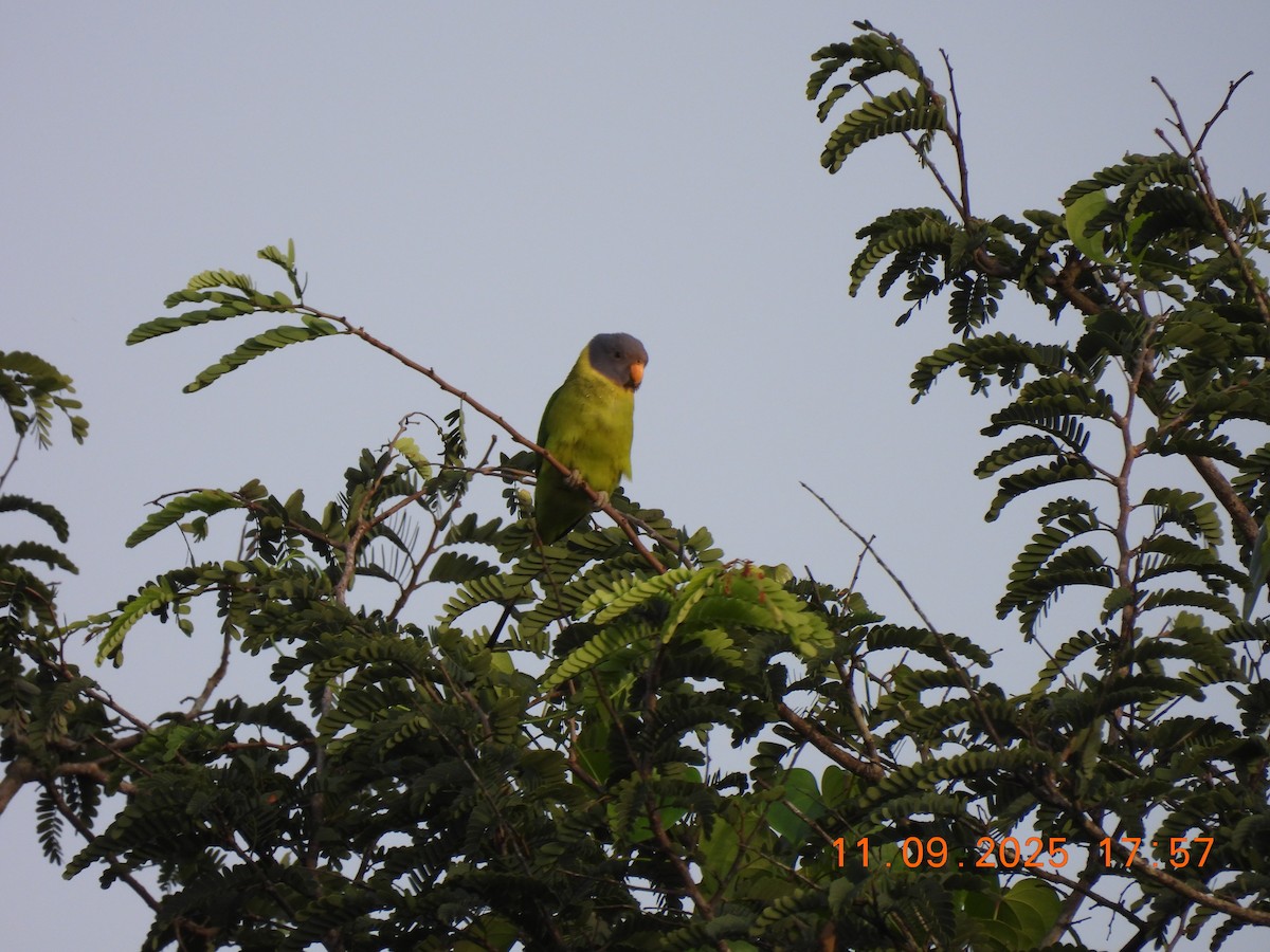 Plum-headed Parakeet - ML641699697