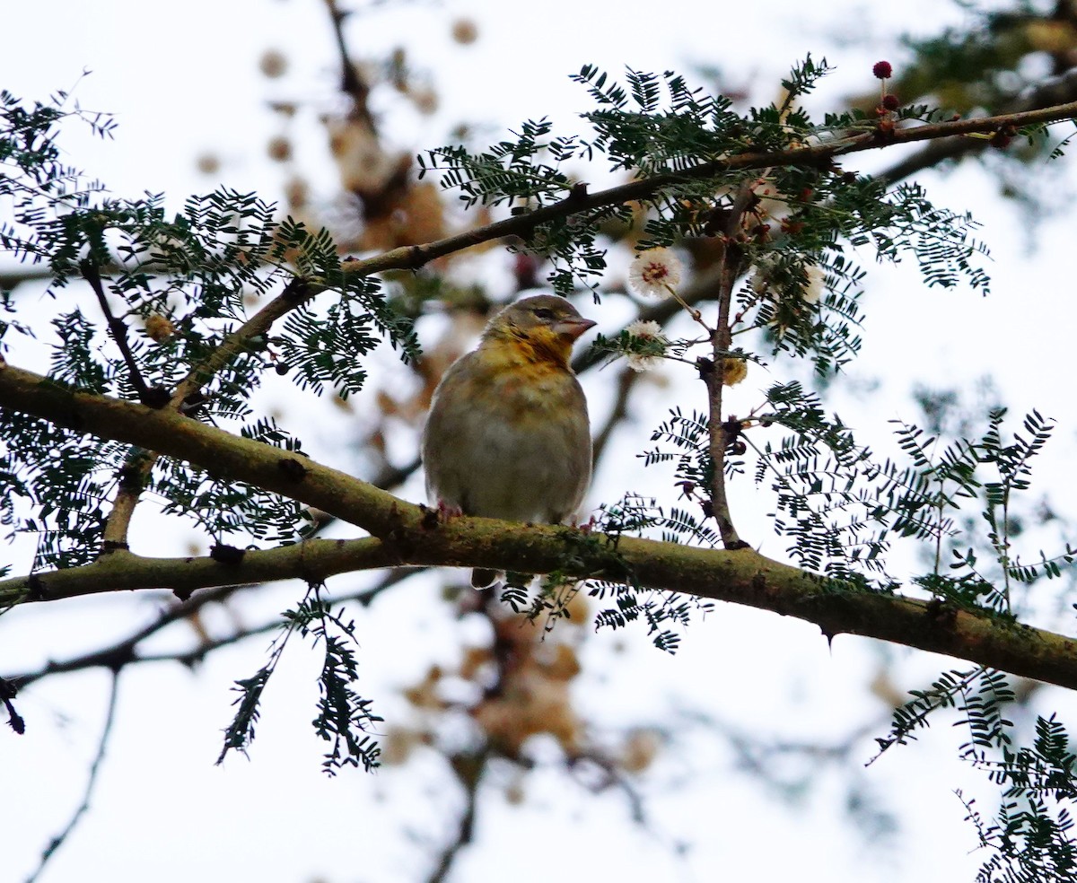 Speke's Weaver - ML641699746