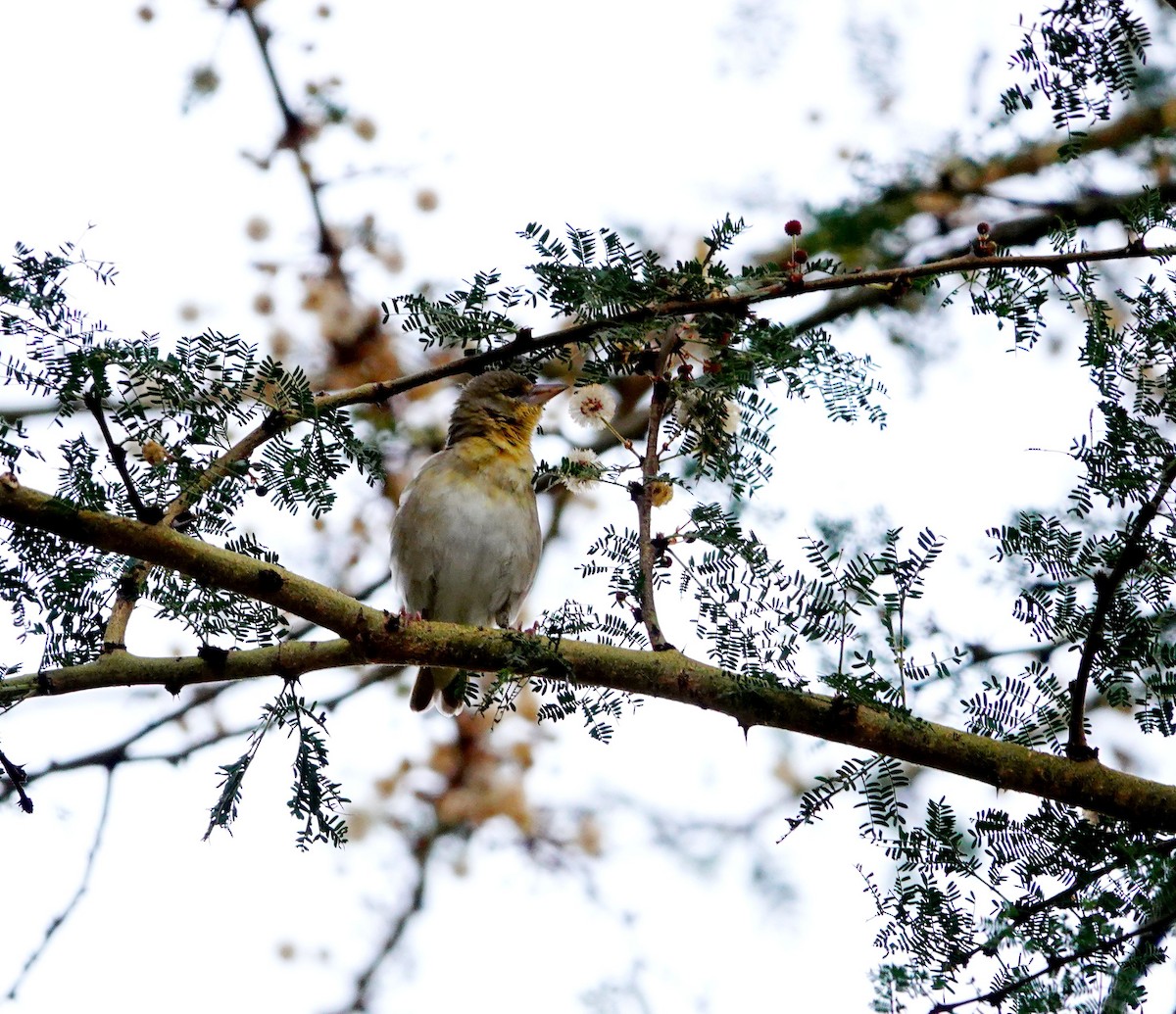 Speke's Weaver - ML641699747