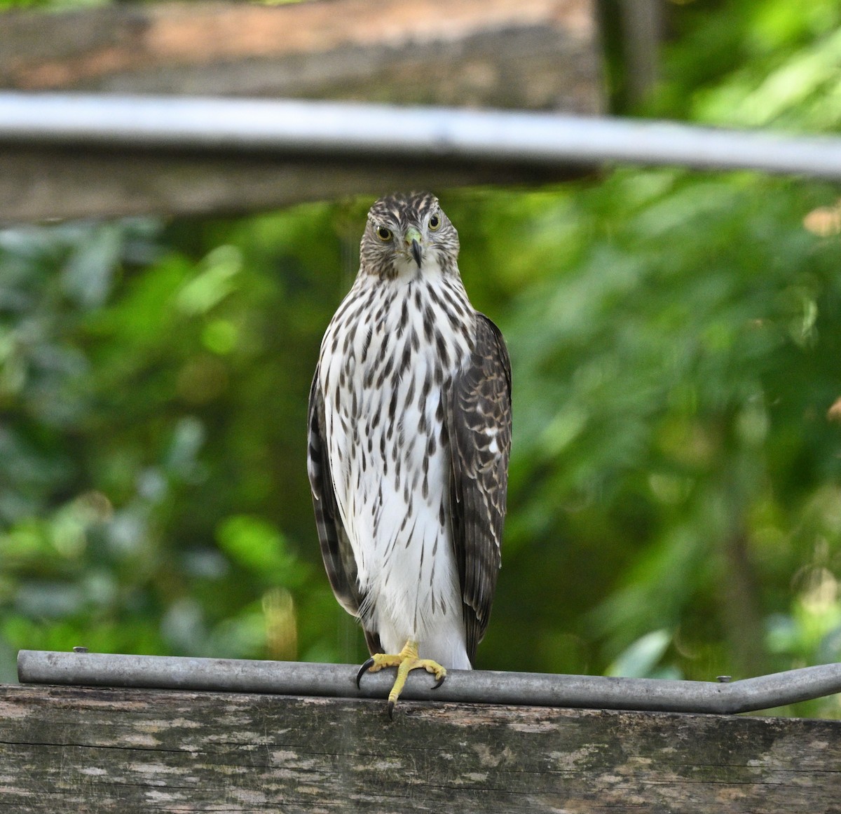 Cooper's Hawk - ML641699773
