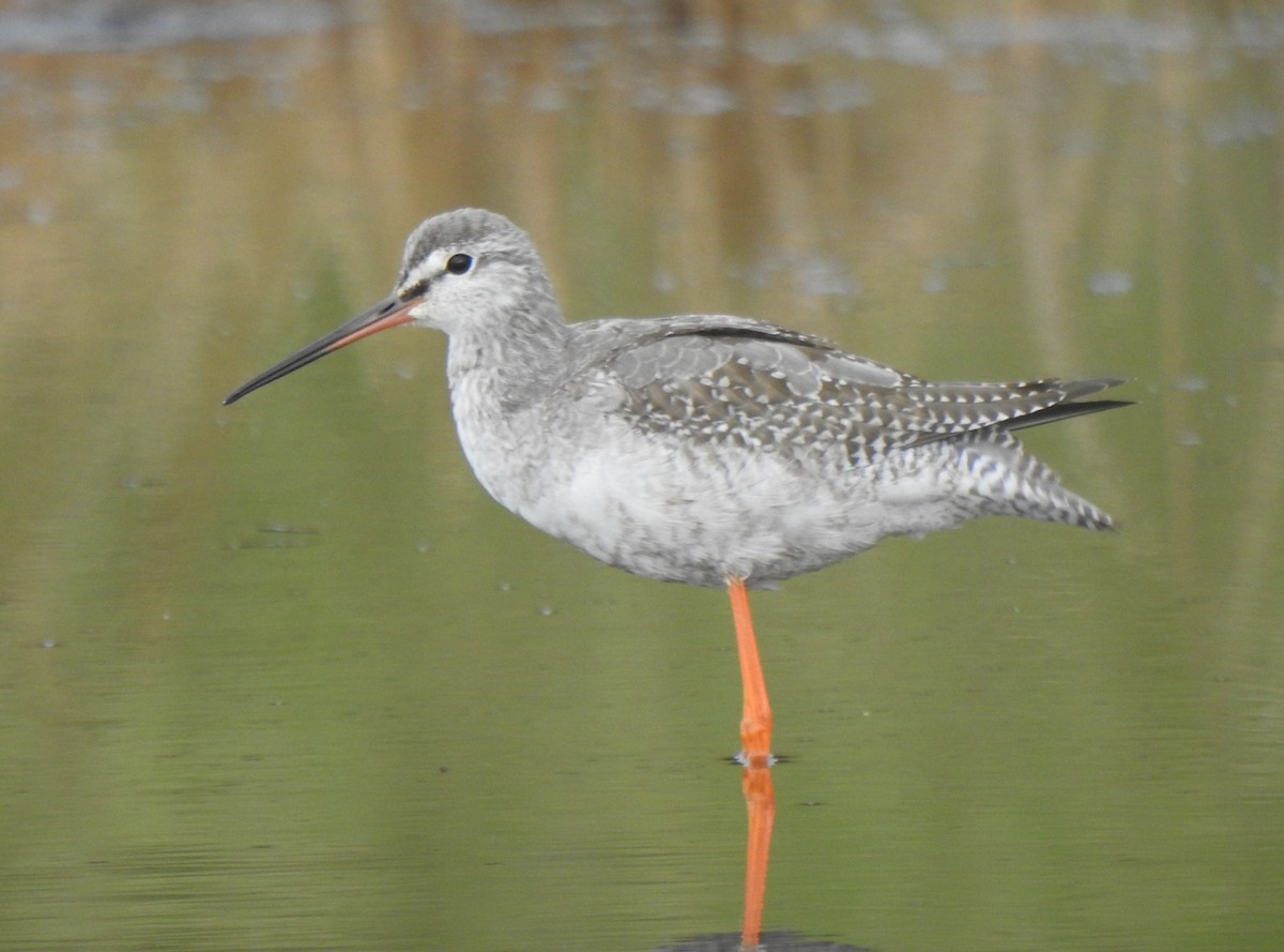 Spotted Redshank - ML641699785