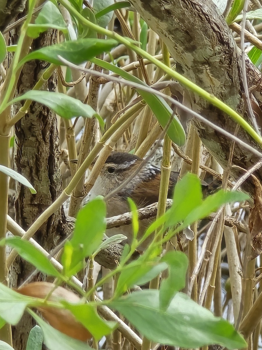 Marsh Wren - ML641699807