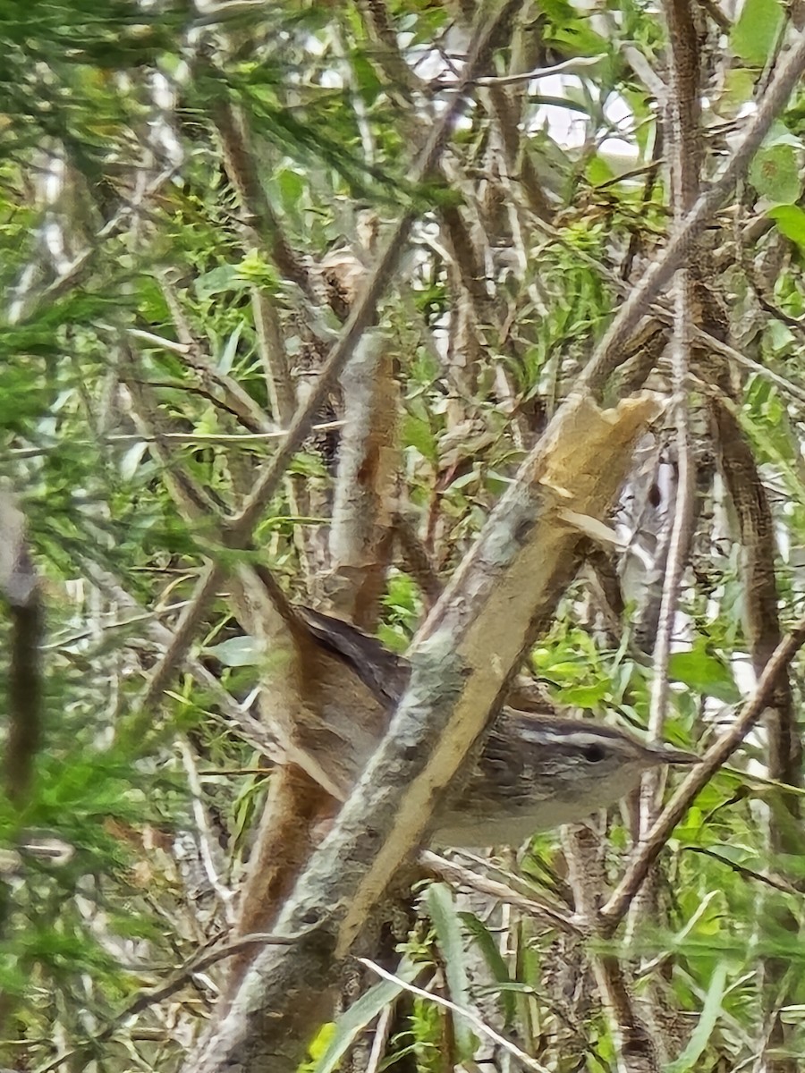 Marsh Wren - ML641699809