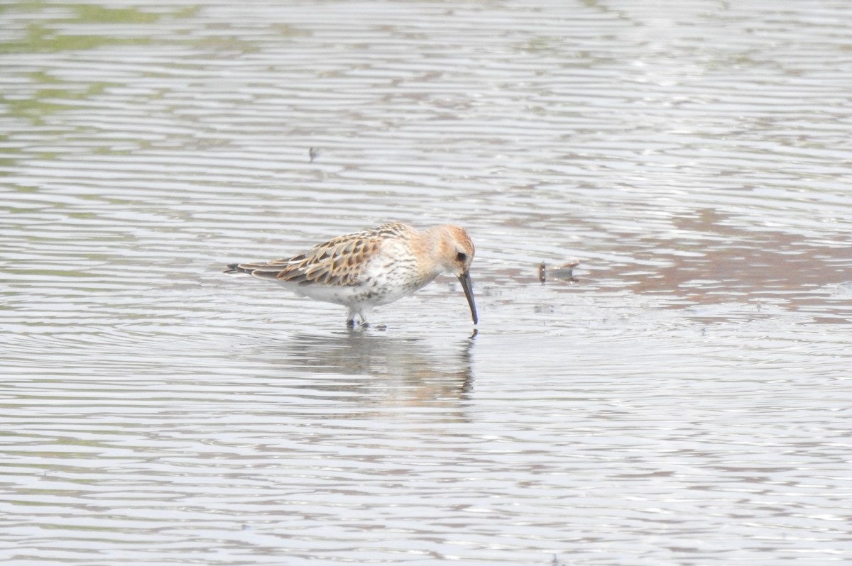 Dunlin - ML641699812