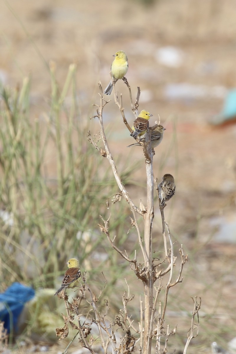 Sudan Golden Sparrow - ML641699821