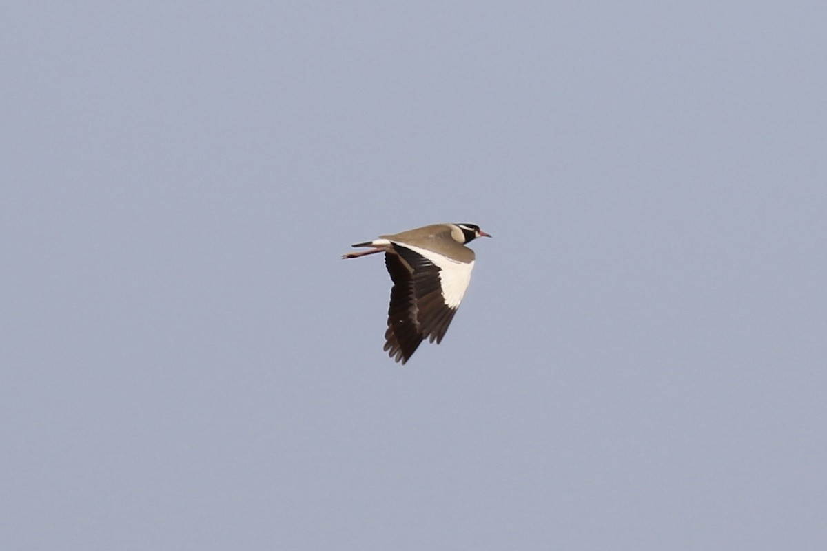 Black-headed Lapwing - ML641699827