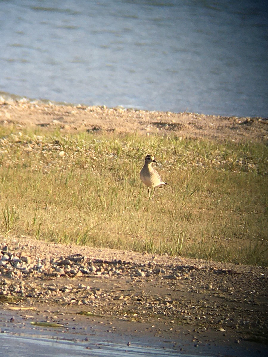 American Golden-Plover - ML641699834