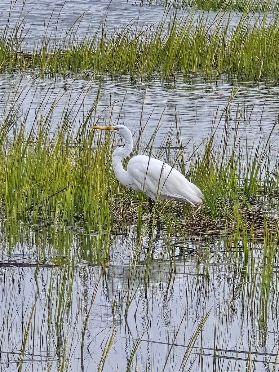 Great Egret - ML641699839