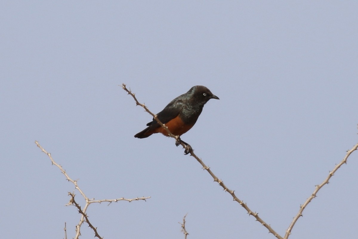 Choucador à ventre roux - ML641699843