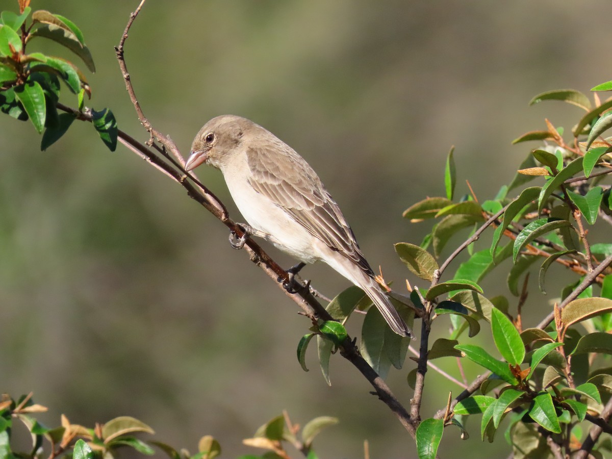 Yellow-spotted Bush Sparrow - ML641699847