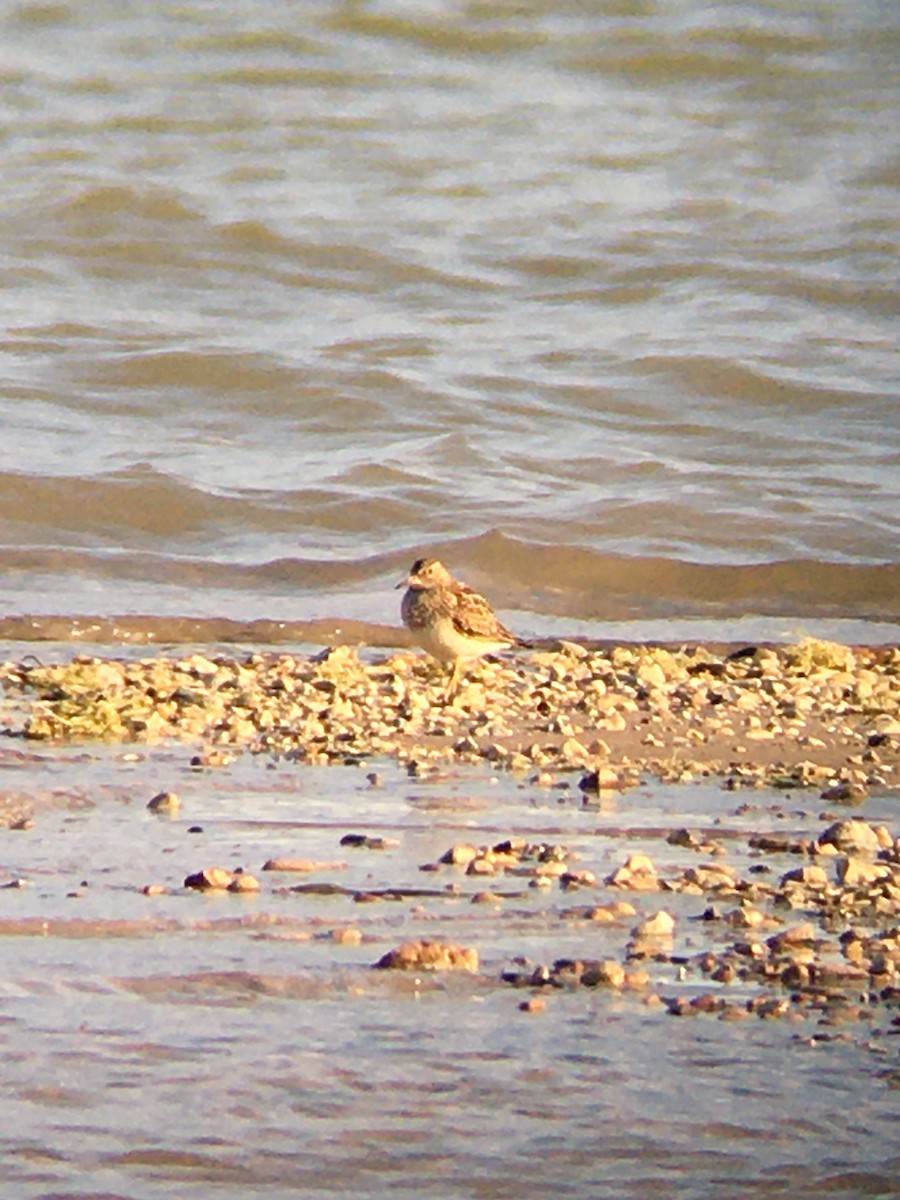 Pectoral Sandpiper - ML641699884