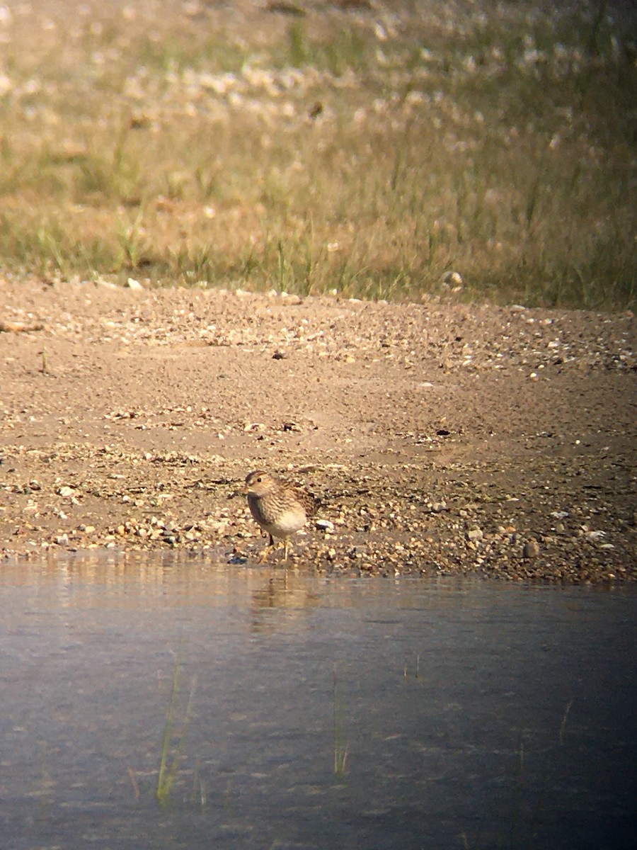 Pectoral Sandpiper - ML641699885