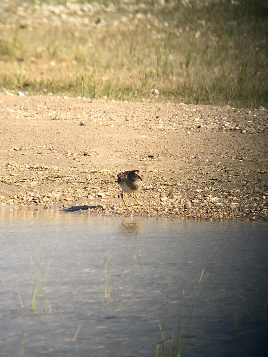Pectoral Sandpiper - ML641699886