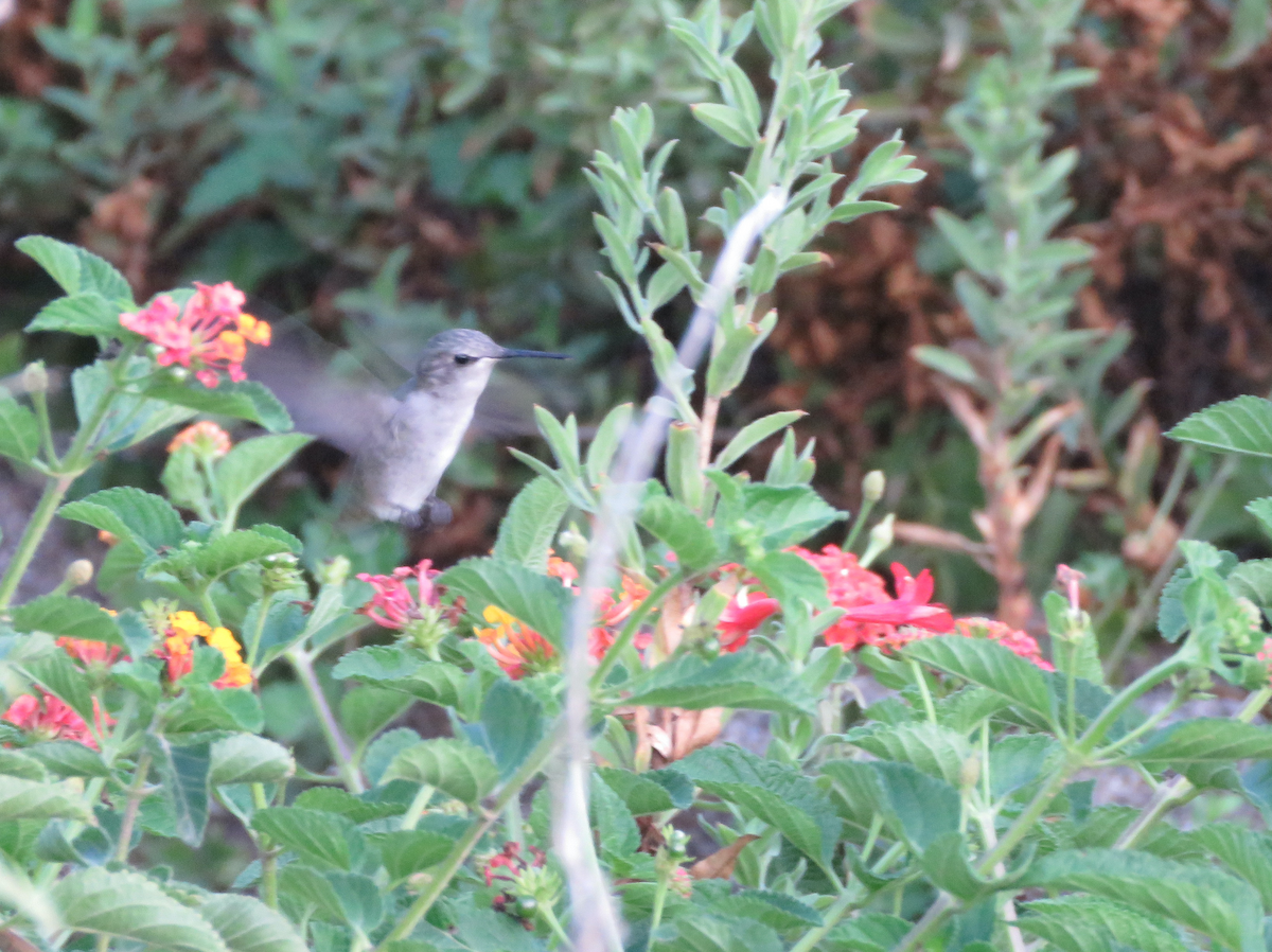 Costa's Hummingbird - ML641699898