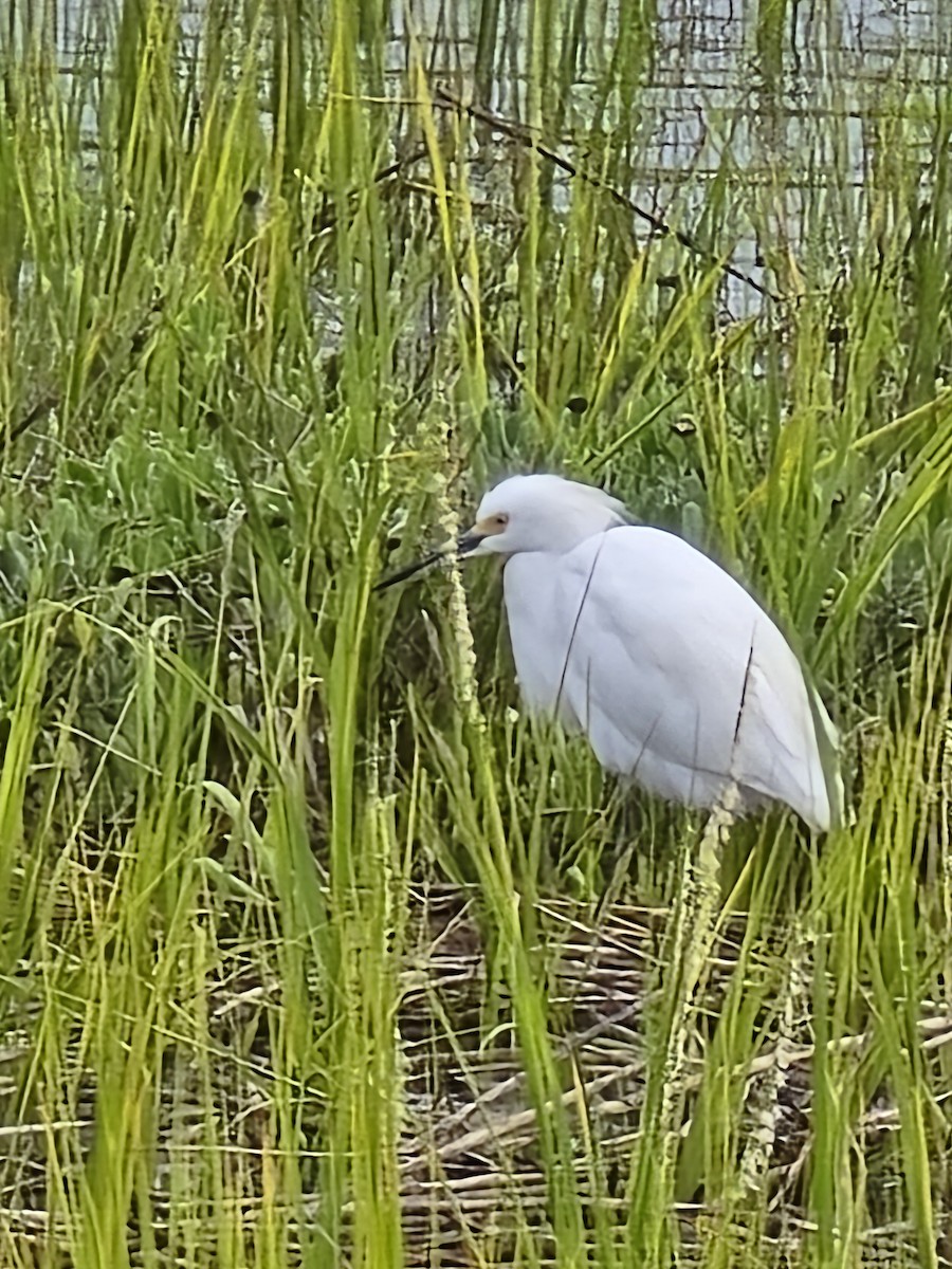 Snowy Egret - ML641699908