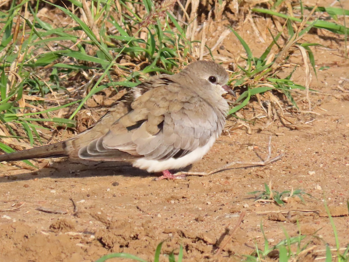 Namaqua Dove - ML641699925