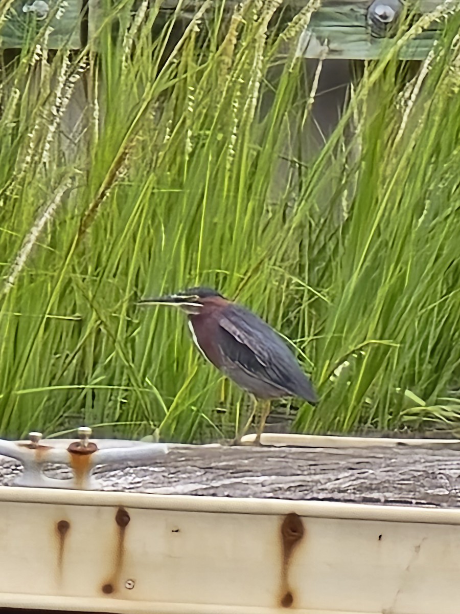 Green Heron - ML641699932